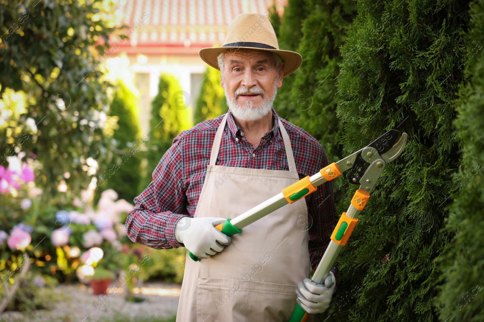 Photo of Elderly man in hat and apron with manual hedge trimmer working in garden