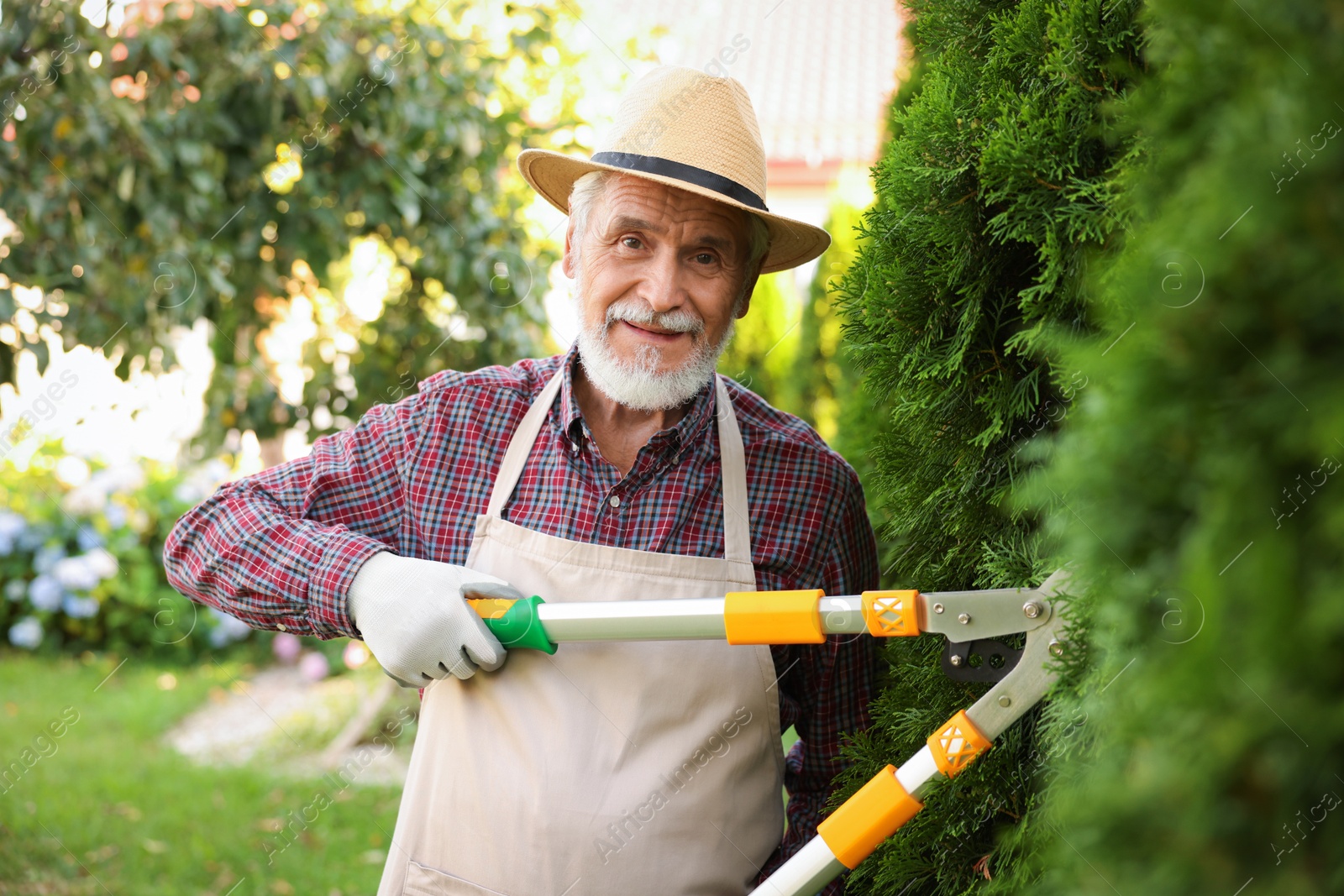 Photo of Elderly man in hat and apron with manual hedge trimmer working in garden
