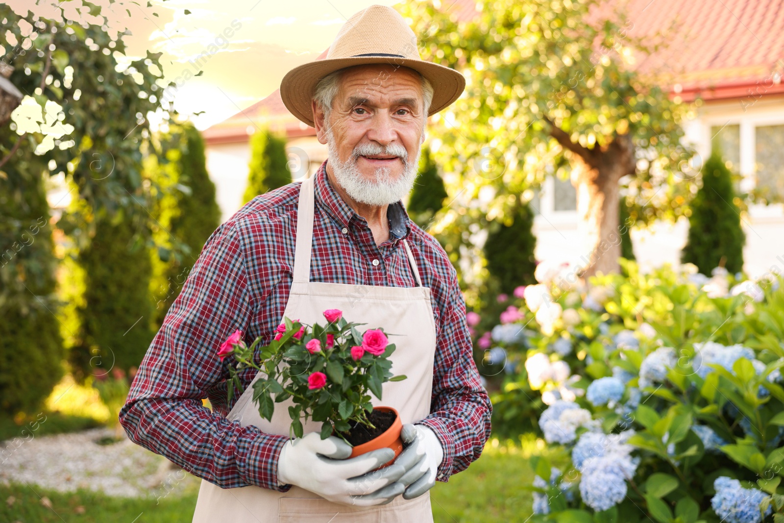 Elderly man in hat and apron with beautiful potted roses in garden Photo of Elderly man in hat and apron with beautiful potted roses in garden