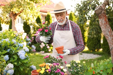 Photo of Elderly man in hat and apron transplanting beautiful flowers into pot in garden