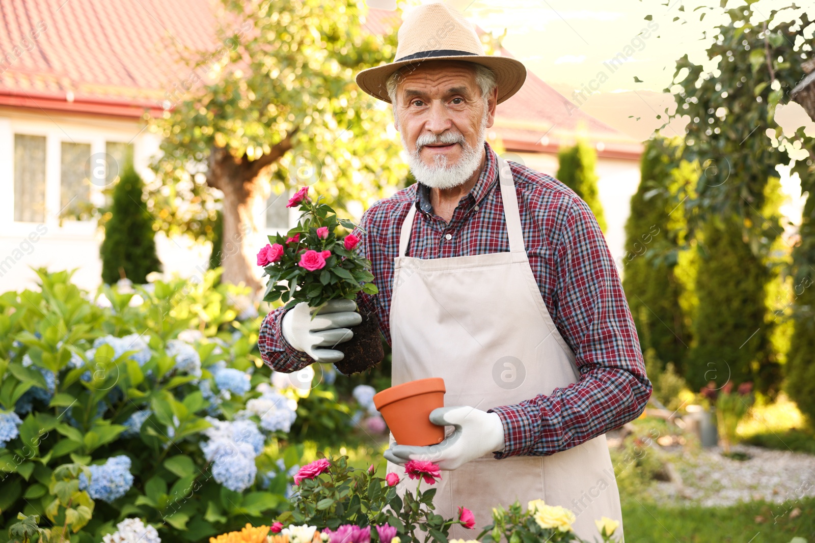 Photo of Elderly man in hat and apron transplanting beautiful flowers into pot in garden