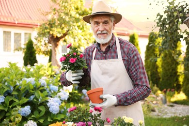 Photo of Elderly man in hat and apron transplanting beautiful flowers into pot in garden