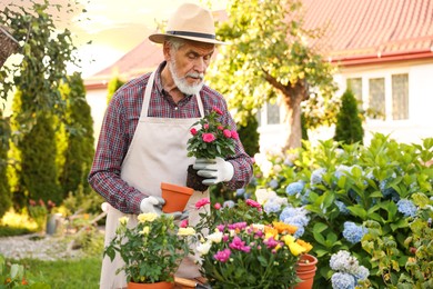Photo of Elderly man in hat and apron transplanting beautiful flowers into pot in garden
