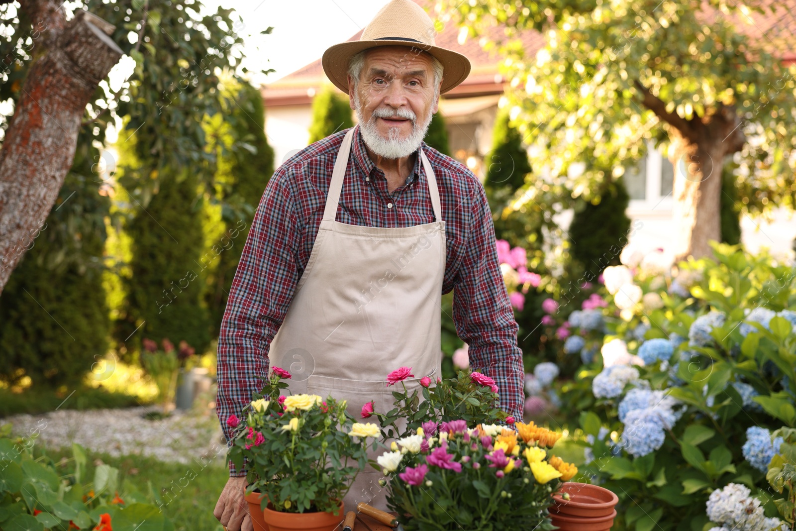 Elderly man in hat and apron with beautiful potted flowers in garden Photo of Elderly man in hat and apron with beautiful potted flowers in garden