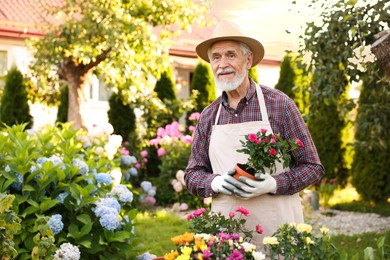 Photo of Elderly man in hat and apron with beautiful potted roses in garden