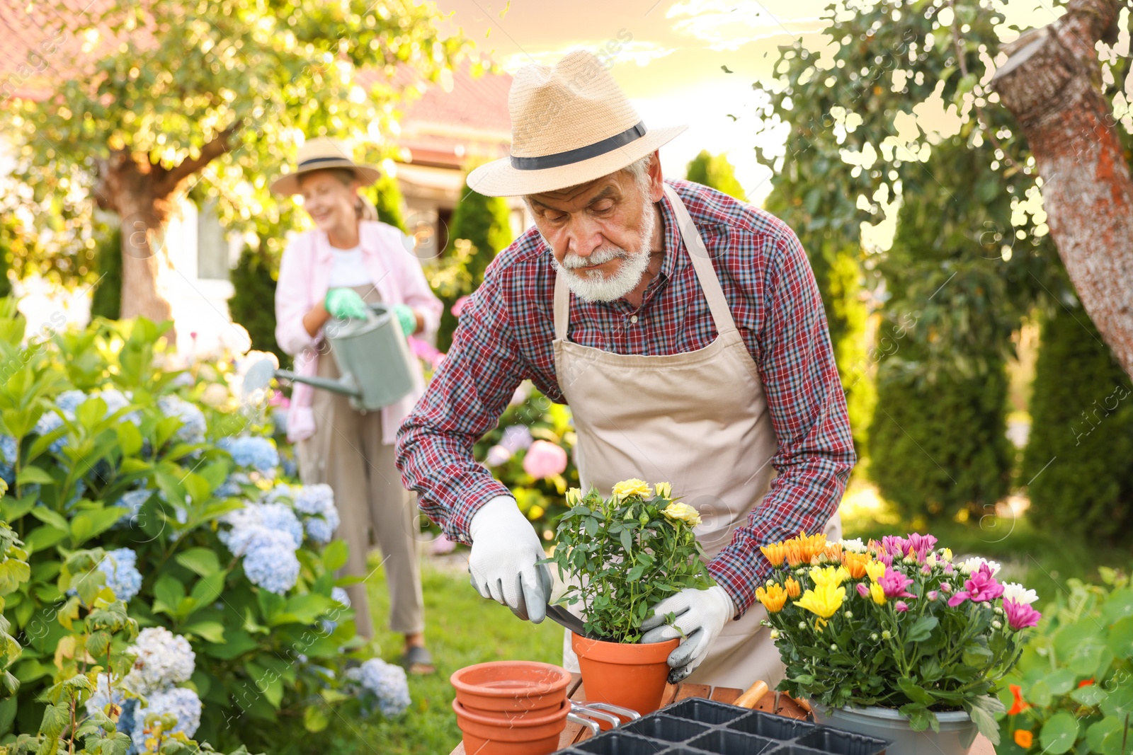 Photo of Senior couple in hats working with plants in garden, selective focus
