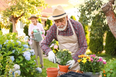 Photo of Senior couple in hats working with plants in garden, selective focus