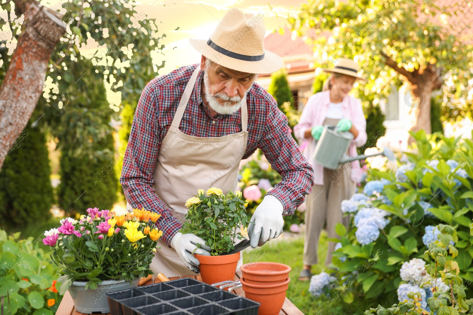 Photo of Senior couple in hats working with plants in garden, selective focus