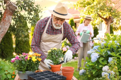 Photo of Senior couple in hats working with plants in garden, selective focus