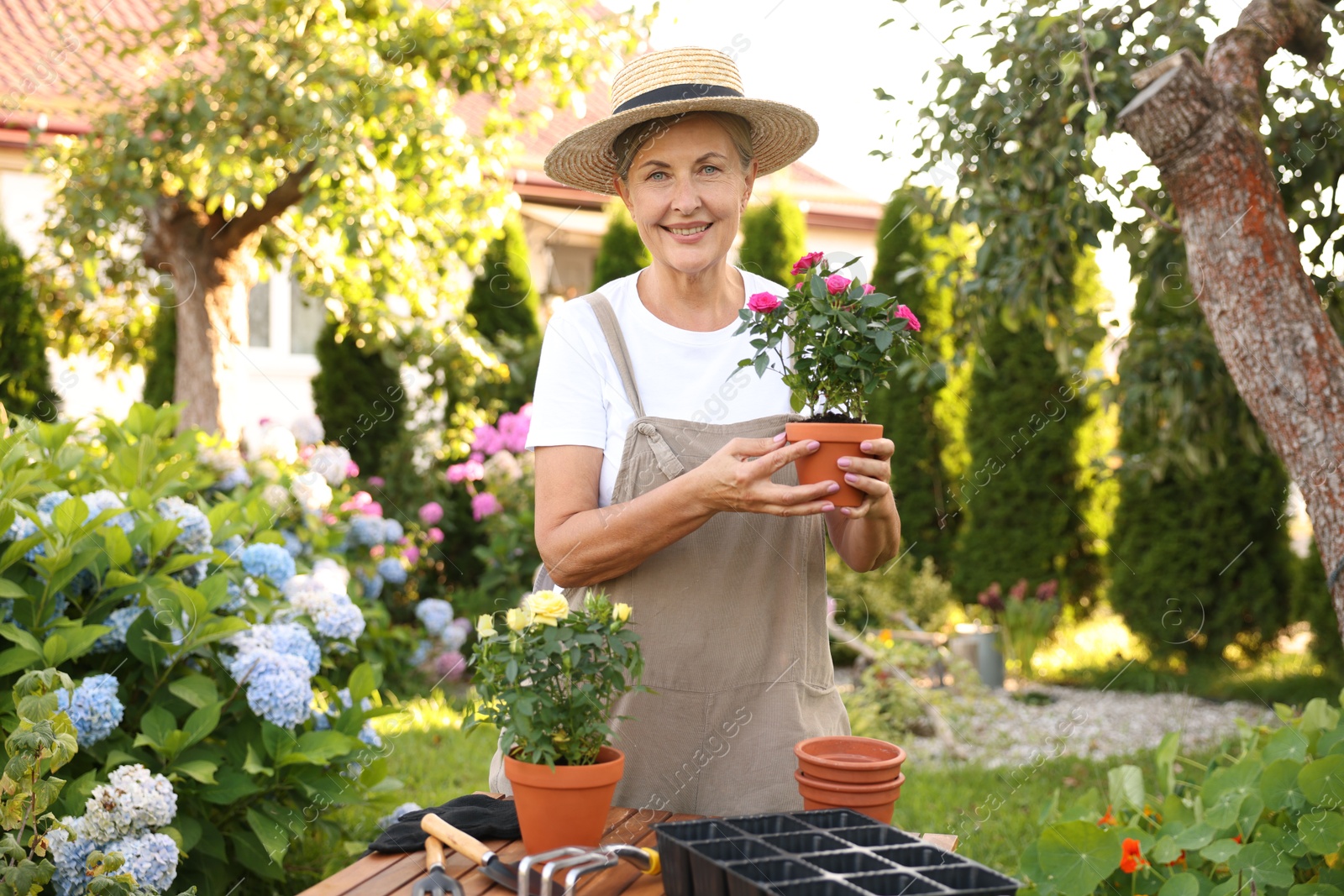 Smiling senior woman in hat and apron with beautiful potted roses in garden Photo of Smiling senior woman in hat and apron with beautiful potted roses in garden