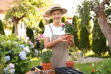Photo of Smiling senior woman in hat and apron with beautiful potted roses in garden