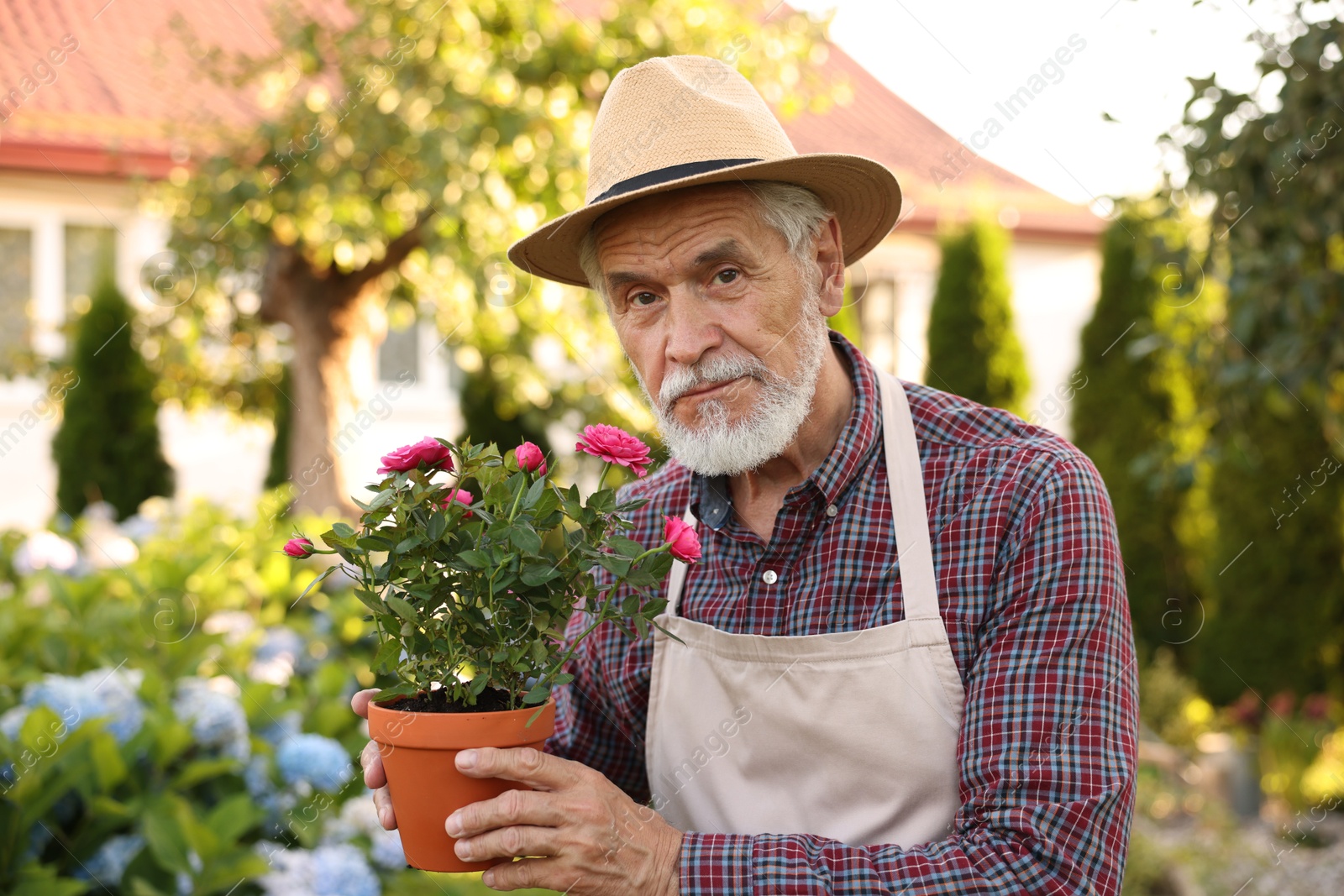 Photo of Elderly man in hat and apron with beautiful potted roses in garden