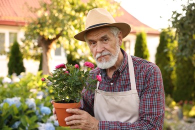 Photo of Elderly man in hat and apron with beautiful potted roses in garden