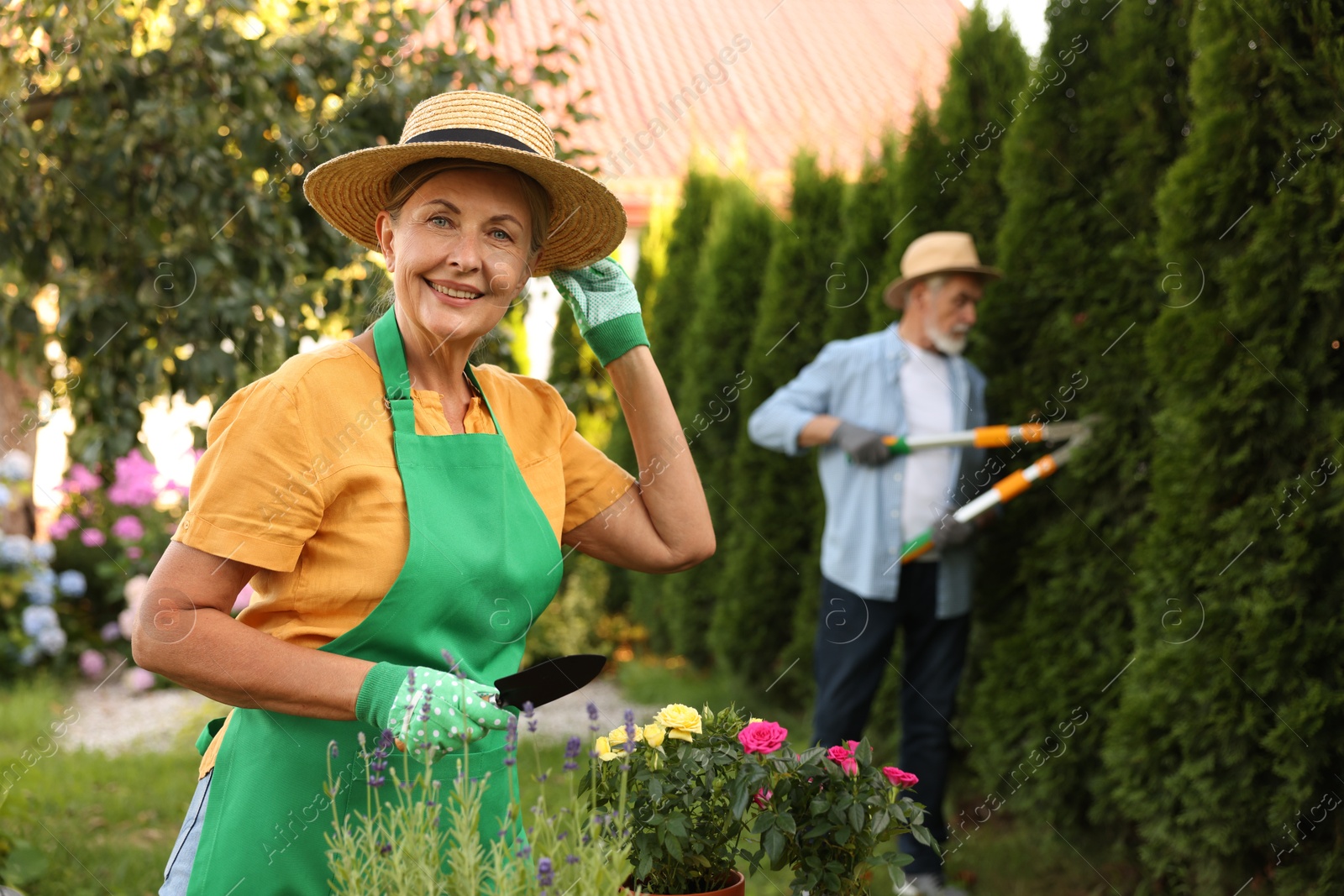 Photo of Senior couple in hats working with plants in garden, selective focus