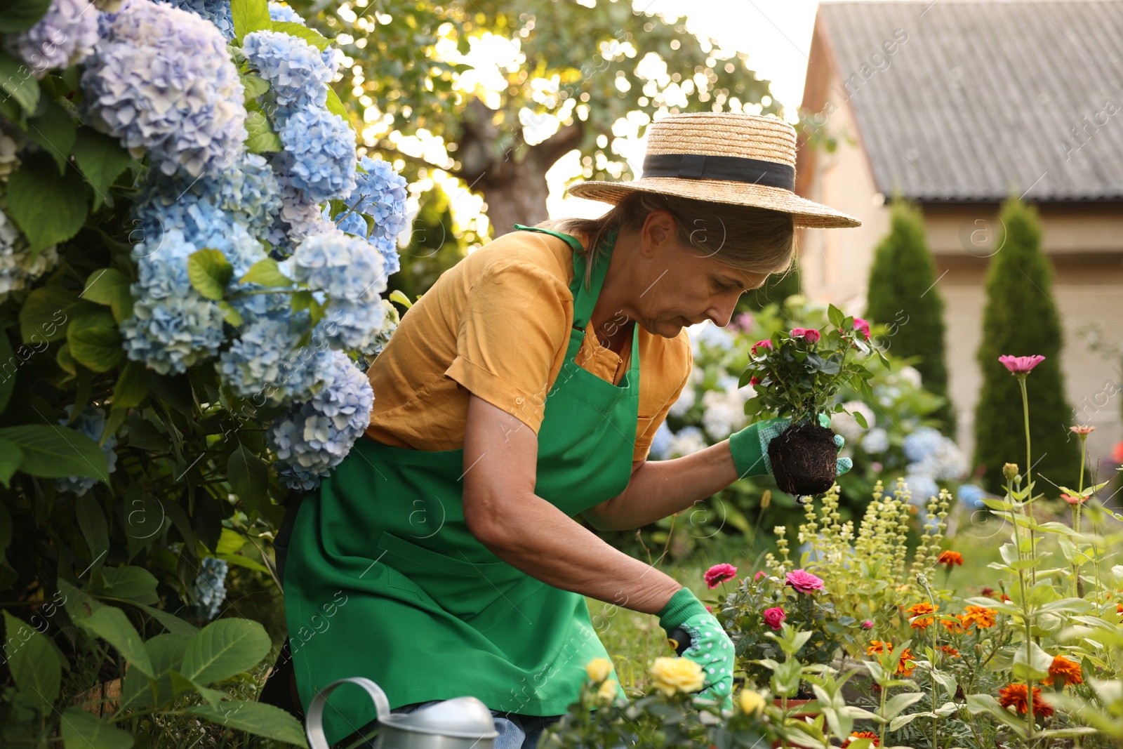 Senior woman in hat and apron transplanting beautiful flowers in garden Photo of Senior woman in hat and apron transplanting beautiful flowers in garden