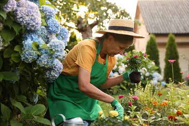 Photo of Senior woman in hat and apron transplanting beautiful flowers in garden