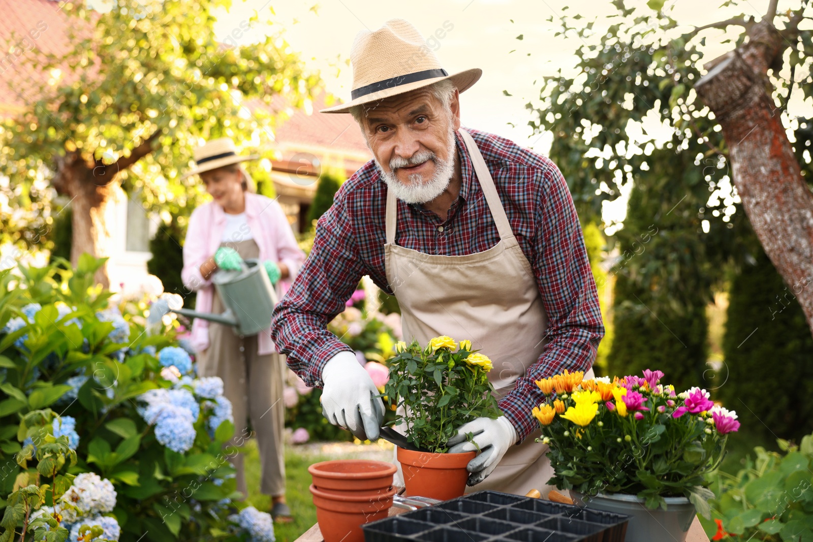 Senior couple in hats working with plants in garden, selective focus Photo of Senior couple in hats working with plants in garden, selective focus