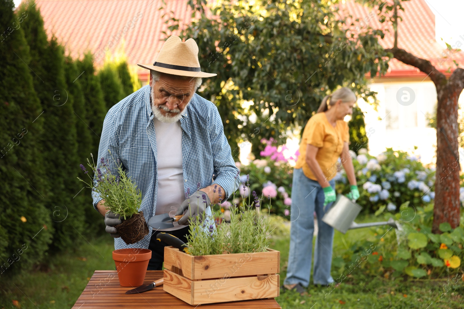 Photo of Senior couple working with plants in garden, selective focus