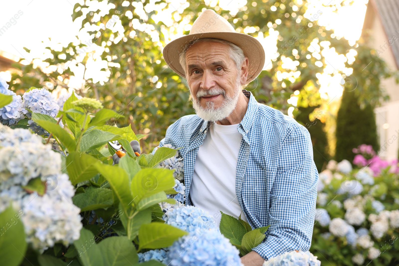 Photo of Portrait of elderly man in hat with secateurs in garden