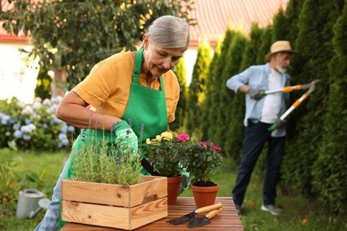 Photo of Senior couple working with plants in garden, selective focus