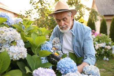 Photo of Elderly man in hat working with secateurs in garden