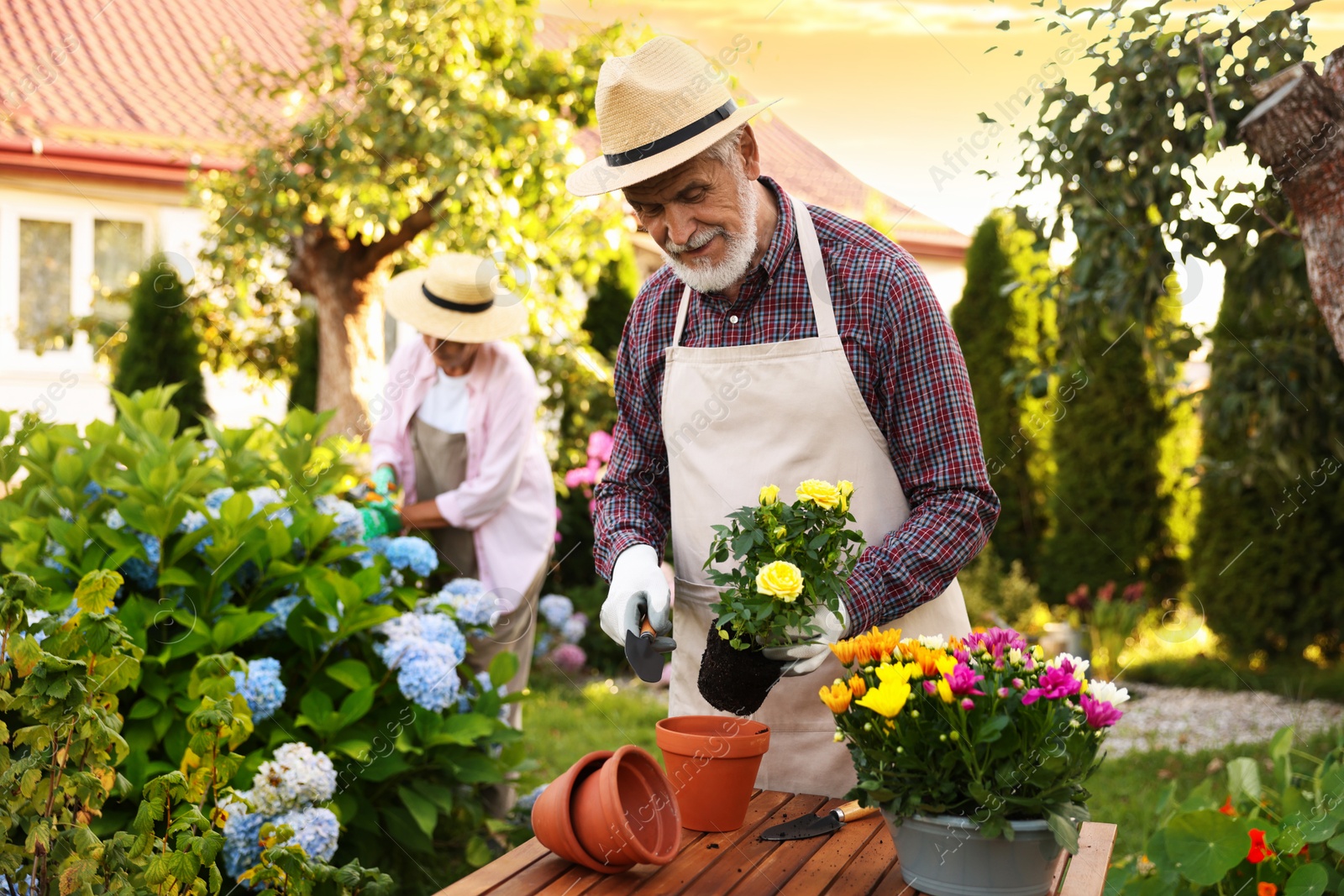 Senior couple in hats working with plants in garden, selective focus Photo of Senior couple in hats working with plants in garden, selective focus