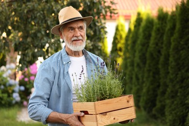 Photo of Elderly man in hat with crate of beautiful plants in garden