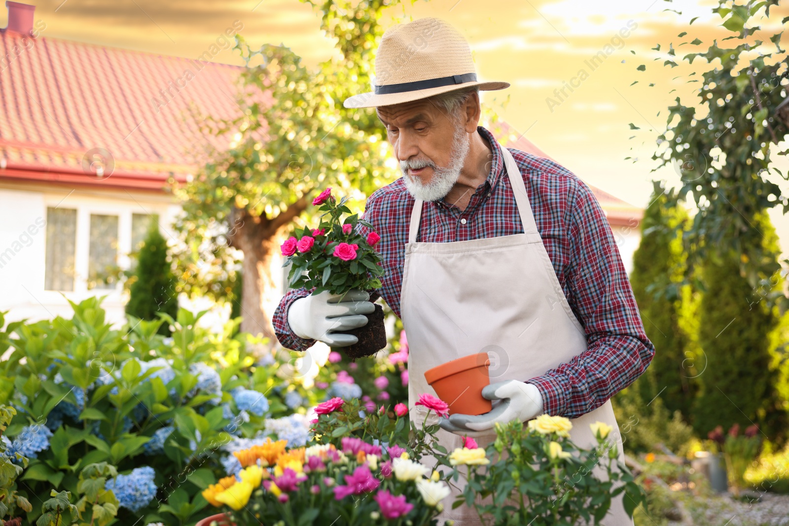 Photo of Elderly man in hat and apron transplanting beautiful flowers into pot in garden