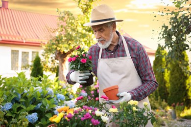 Photo of Elderly man in hat and apron transplanting beautiful flowers into pot in garden