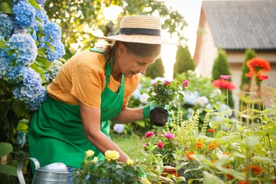 Photo of Senior woman in hat and apron transplanting beautiful flowers in garden