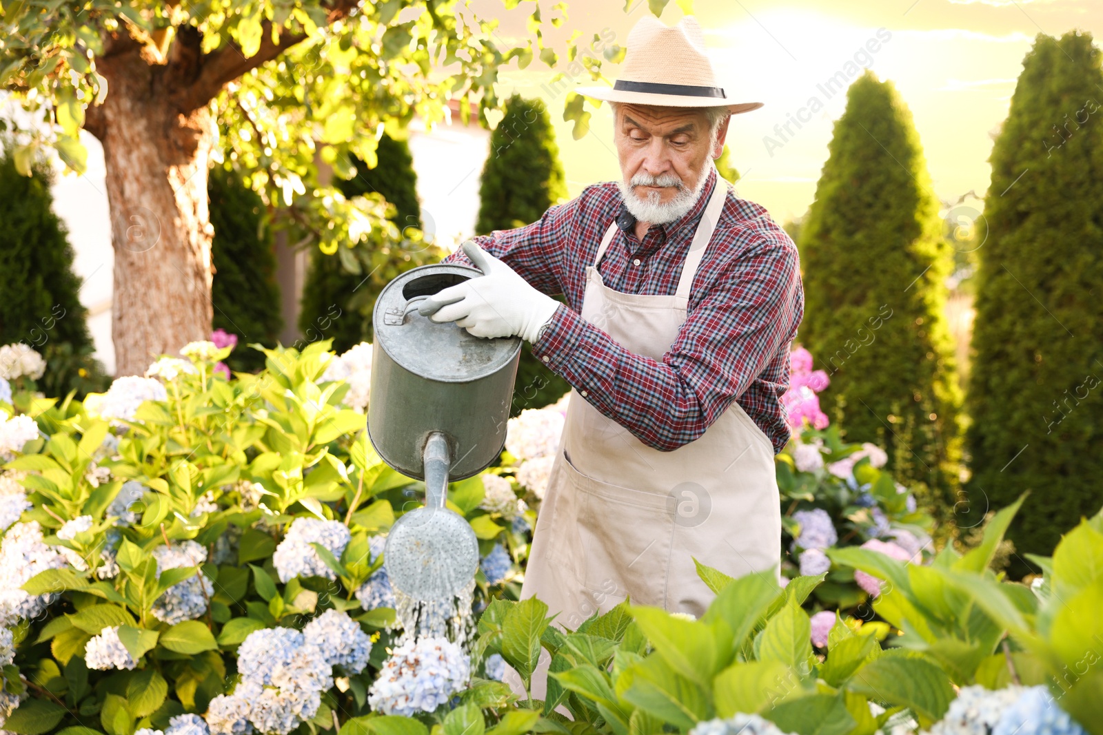 Elderly man in hat and apron watering beautiful flowers with can in garden Photo of Elderly man in hat and apron watering beautiful flowers with can in garden