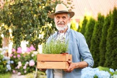 Photo of Elderly man in hat with crate of beautiful plants in garden