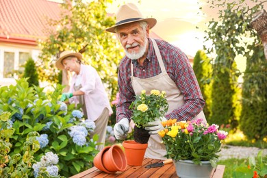 Photo of Senior couple in hats working with plants in garden, selective focus