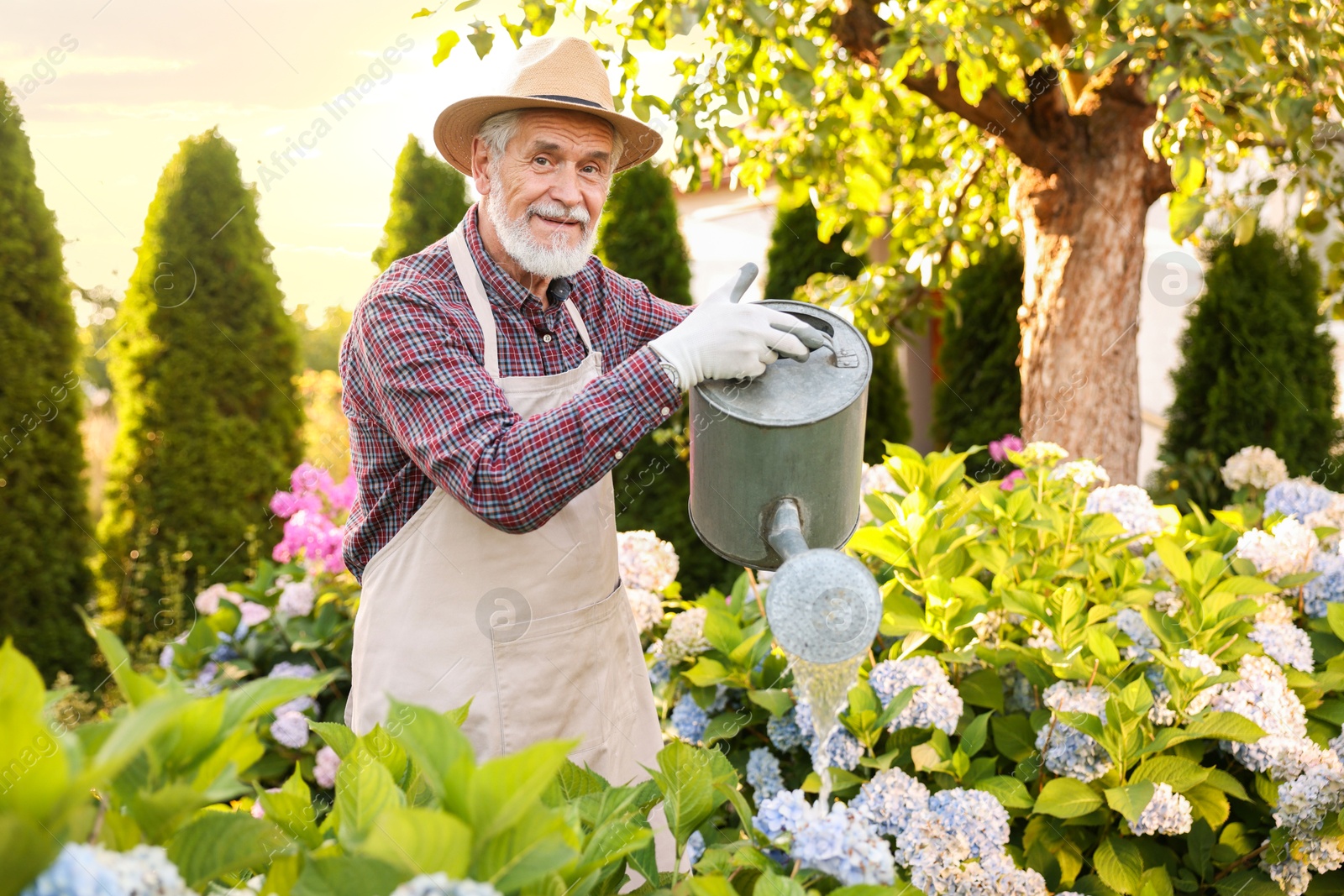 Photo of Elderly man in hat and apron watering beautiful flowers with can in garden