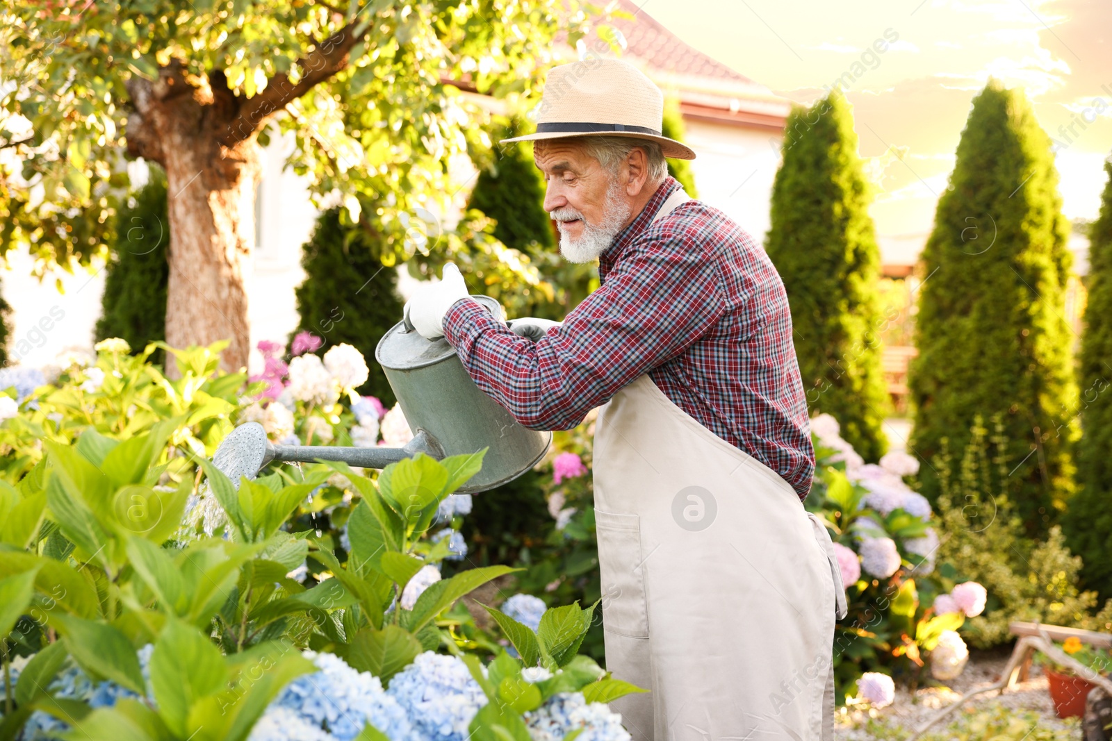 Photo of Elderly man in hat and apron watering beautiful flowers with can in garden