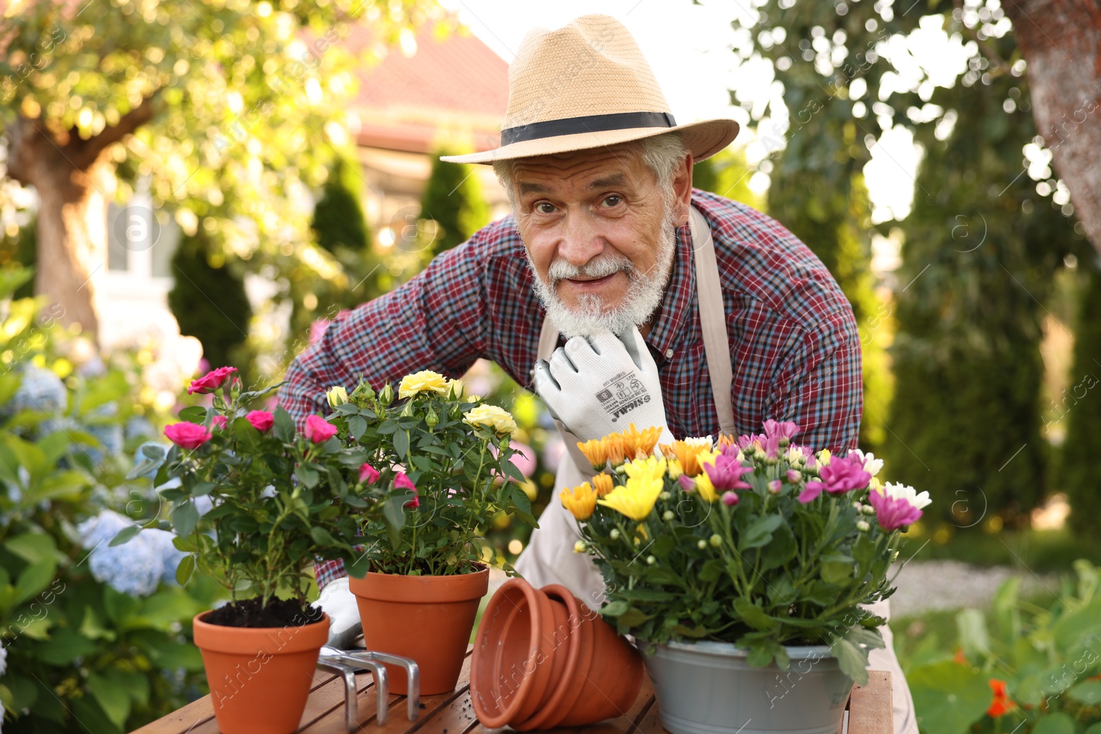 Portrait of elderly man in hat and apron with beautiful potted flowers in garden Photo of Portrait of elderly man in hat and apron with beautiful potted flowers in garden