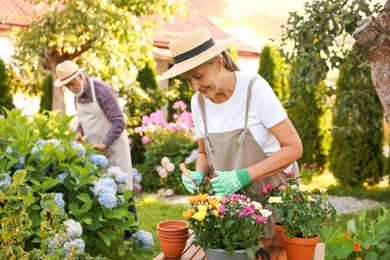 Photo of Senior couple in hats working with plants in garden, selective focus