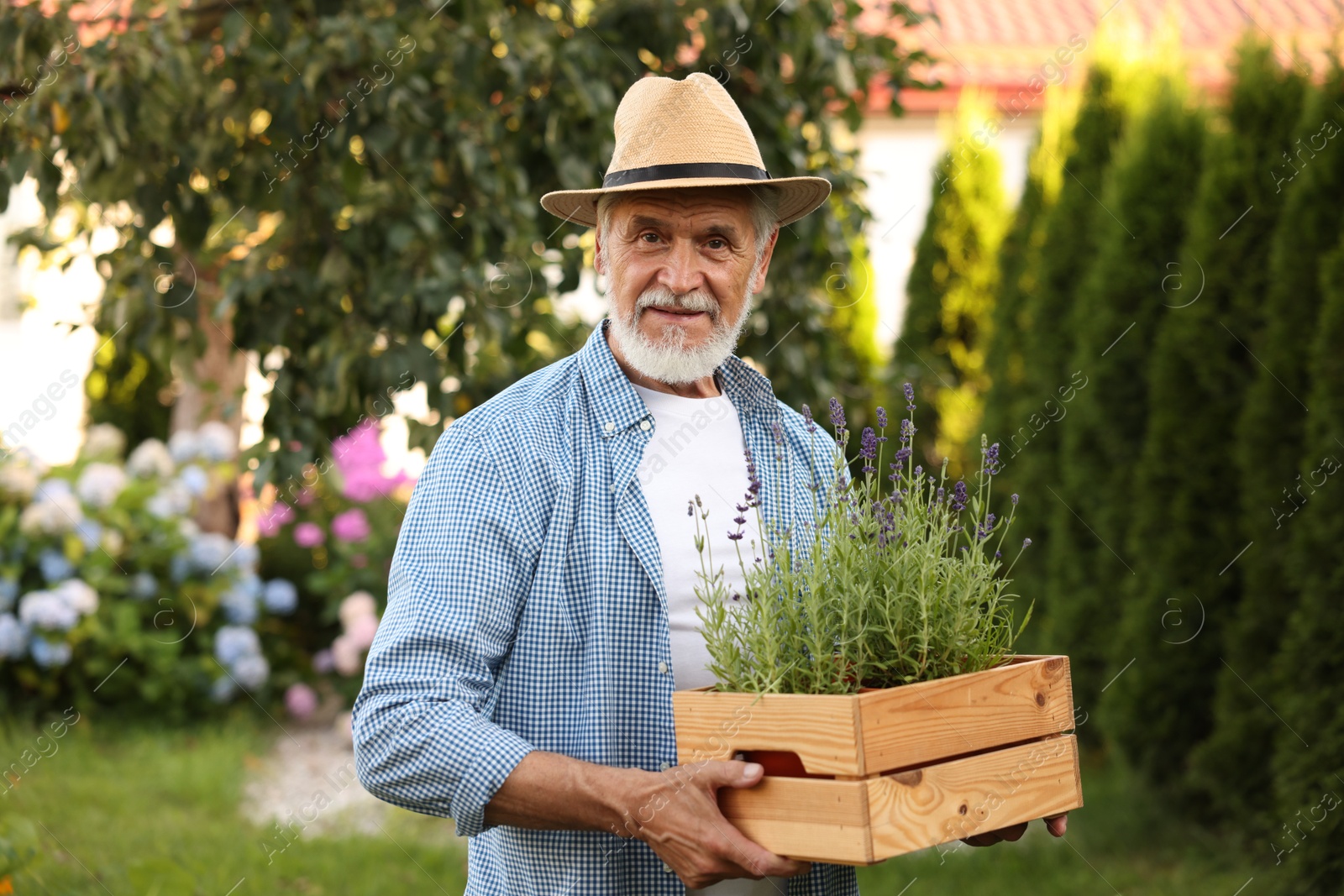 Photo of Elderly man in hat with crate of beautiful plants in garden