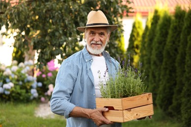 Photo of Elderly man in hat with crate of beautiful plants in garden