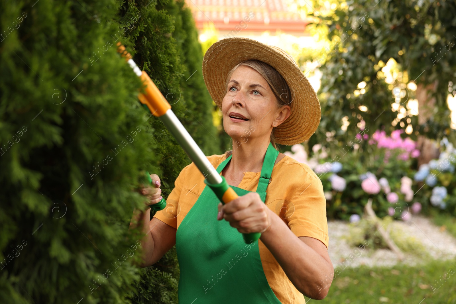 Photo of Senior woman in hat and apron with manual hedge trimmer working in garden
