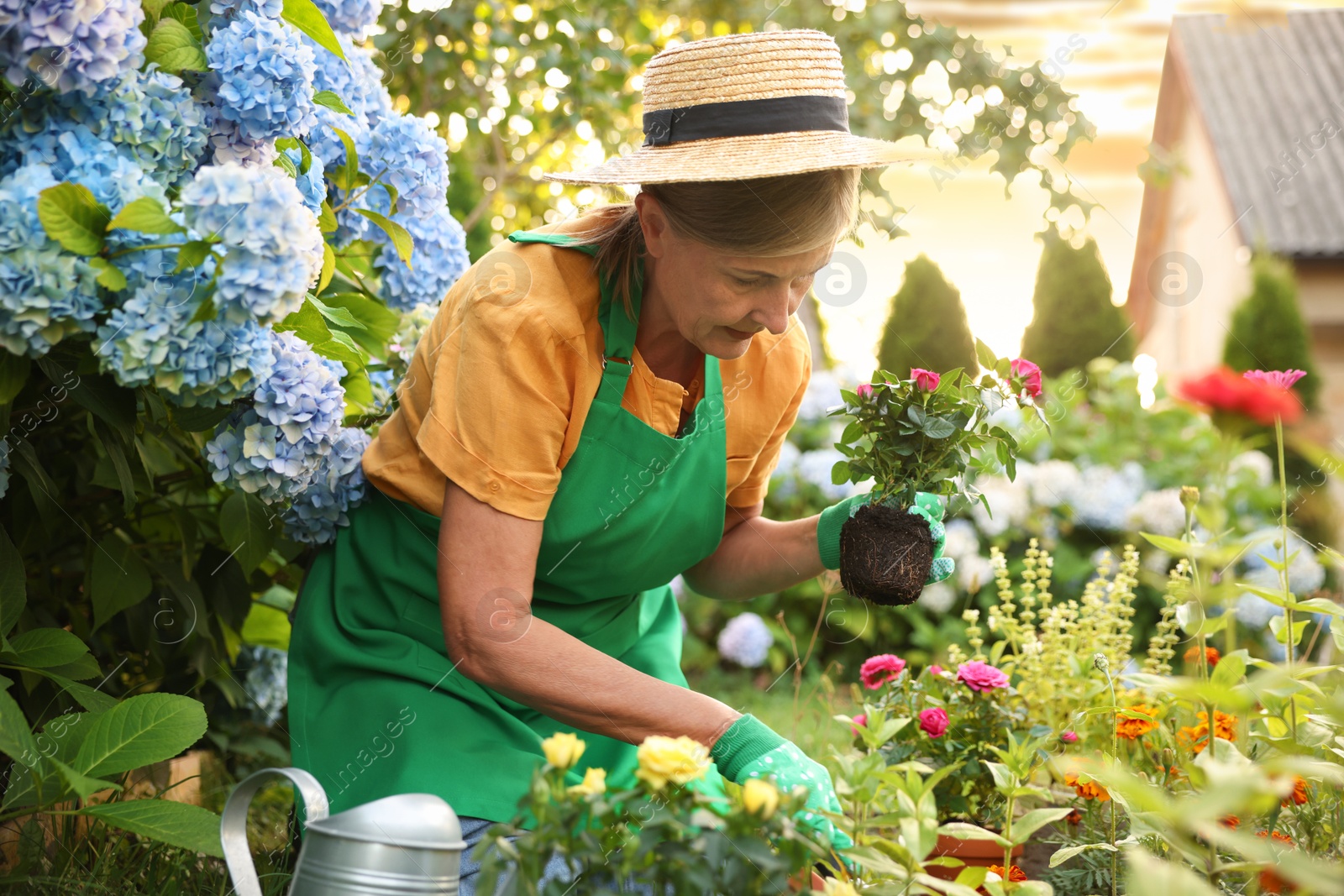 Photo of Senior woman in hat and apron transplanting beautiful flowers in garden