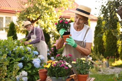 Photo of Senior couple in hats working with plants in garden, selective focus