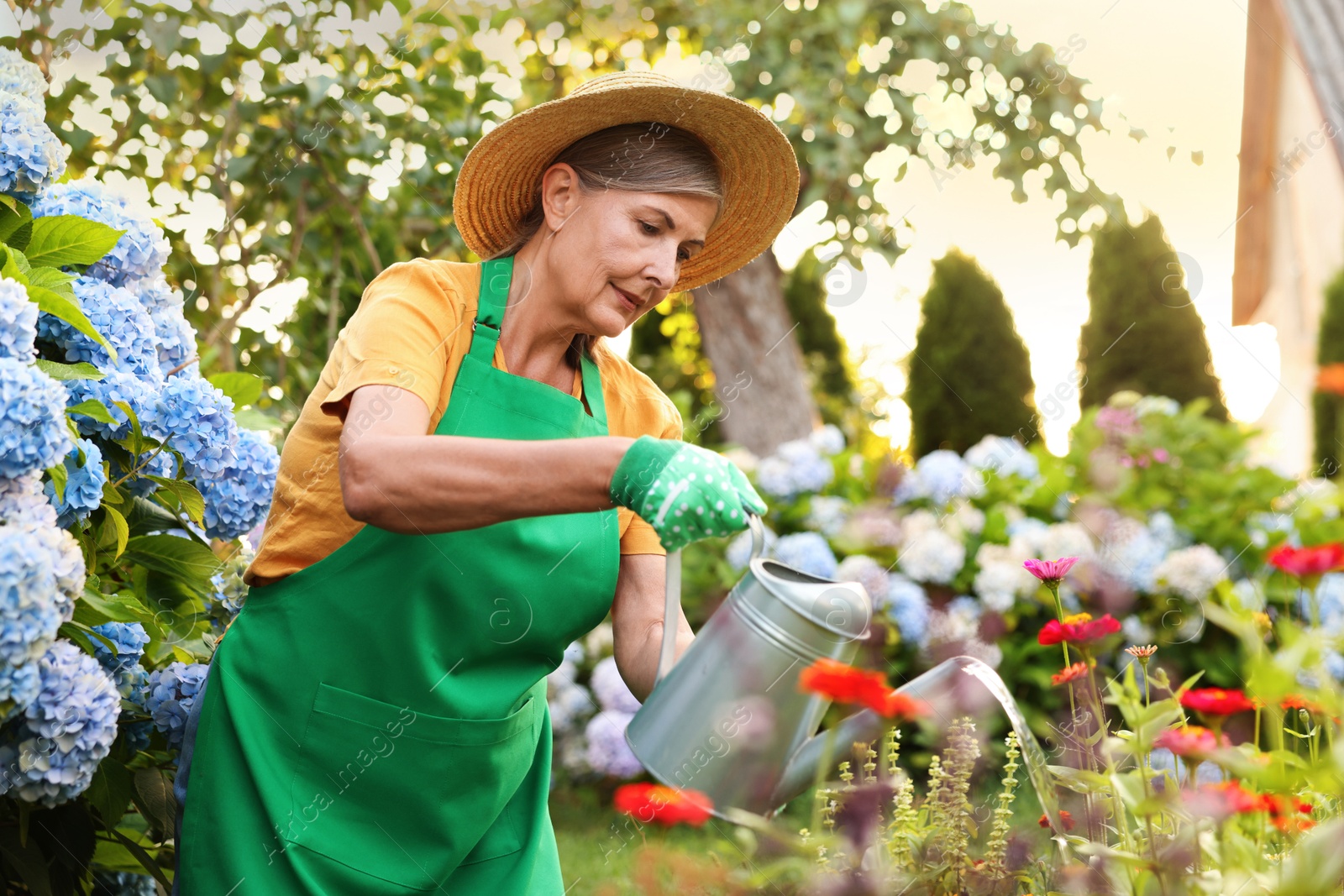 Photo of Senior woman in hat and apron watering beautiful flowers with can in garden