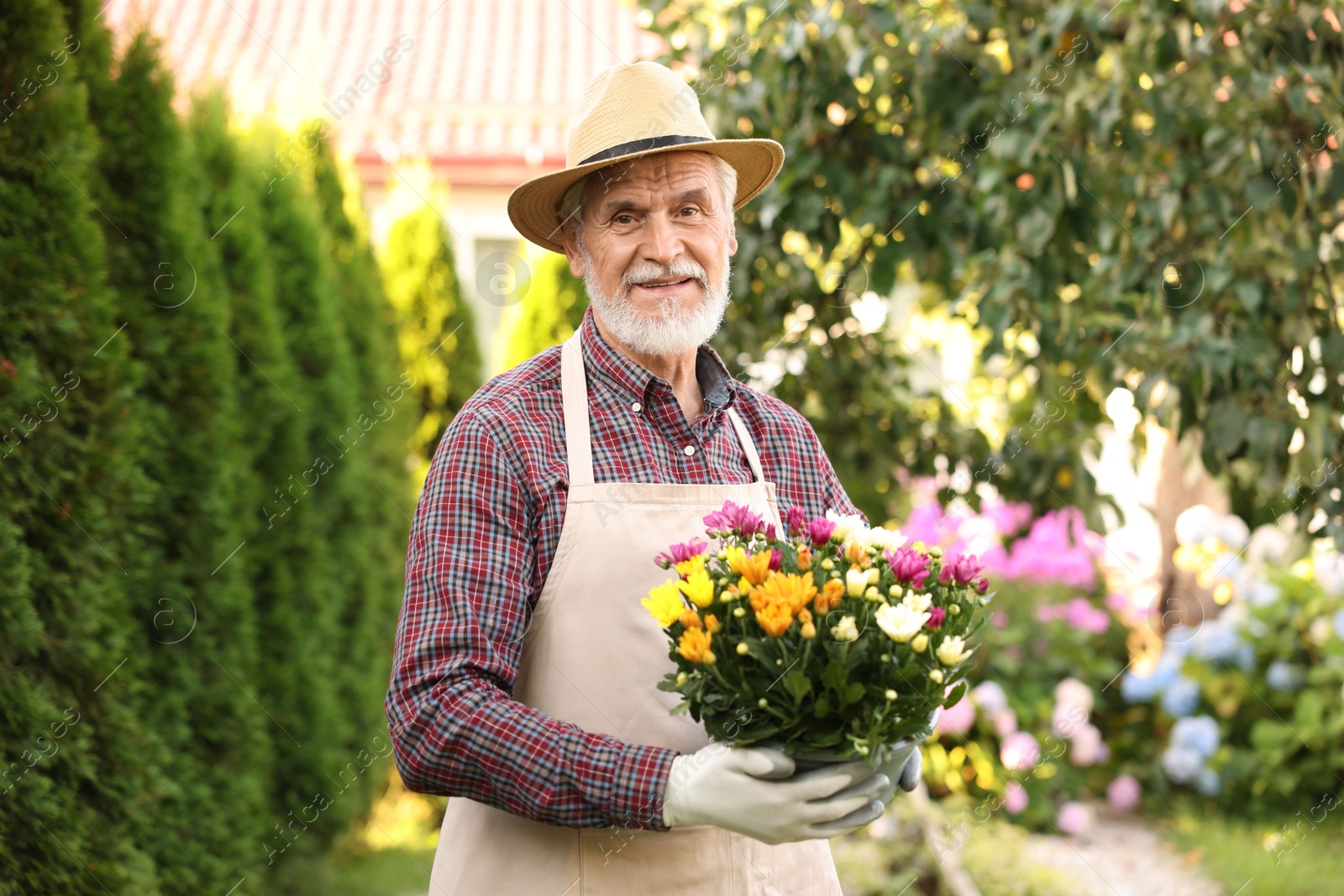 Photo of Portrait of elderly man in hat with potted flowers in garden