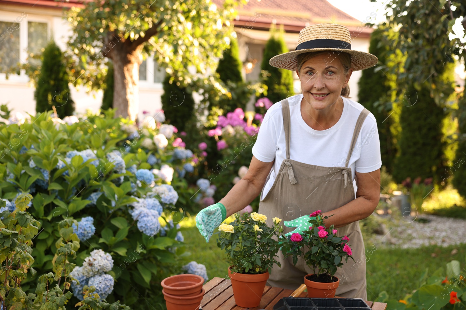 Photo of Portrait of senior woman in hat, gloves and apron with flowers in garden