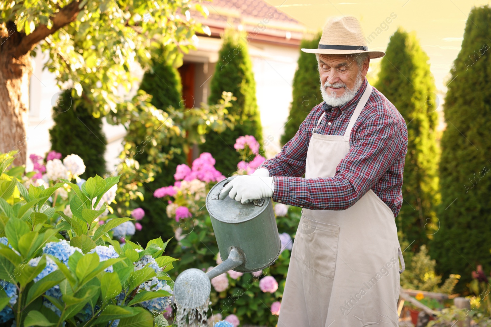 Photo of Elderly man in hat and apron watering beautiful flowers with can in garden