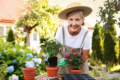 Photo of Smiling senior woman in hat, gloves and apron transplanting beautiful flowers into pot in garden