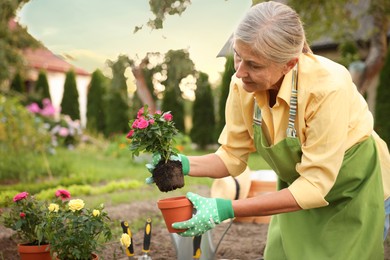 Photo of Senior woman in apron transplanting beautiful flowers in garden