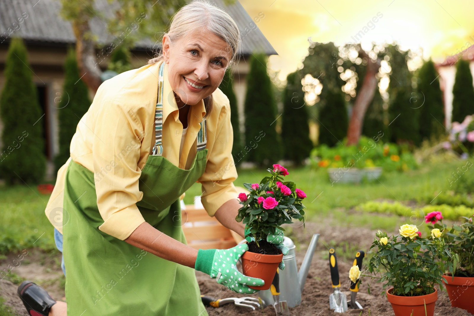 Photo of Smiling senior woman in gloves and apron transplanting beautiful flowers in garden