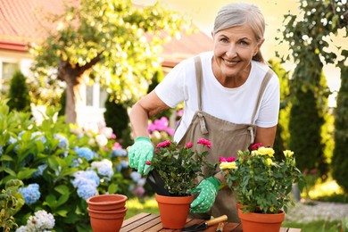 Photo of Smiling senior woman in gloves and apron transplanting beautiful flowers in garden